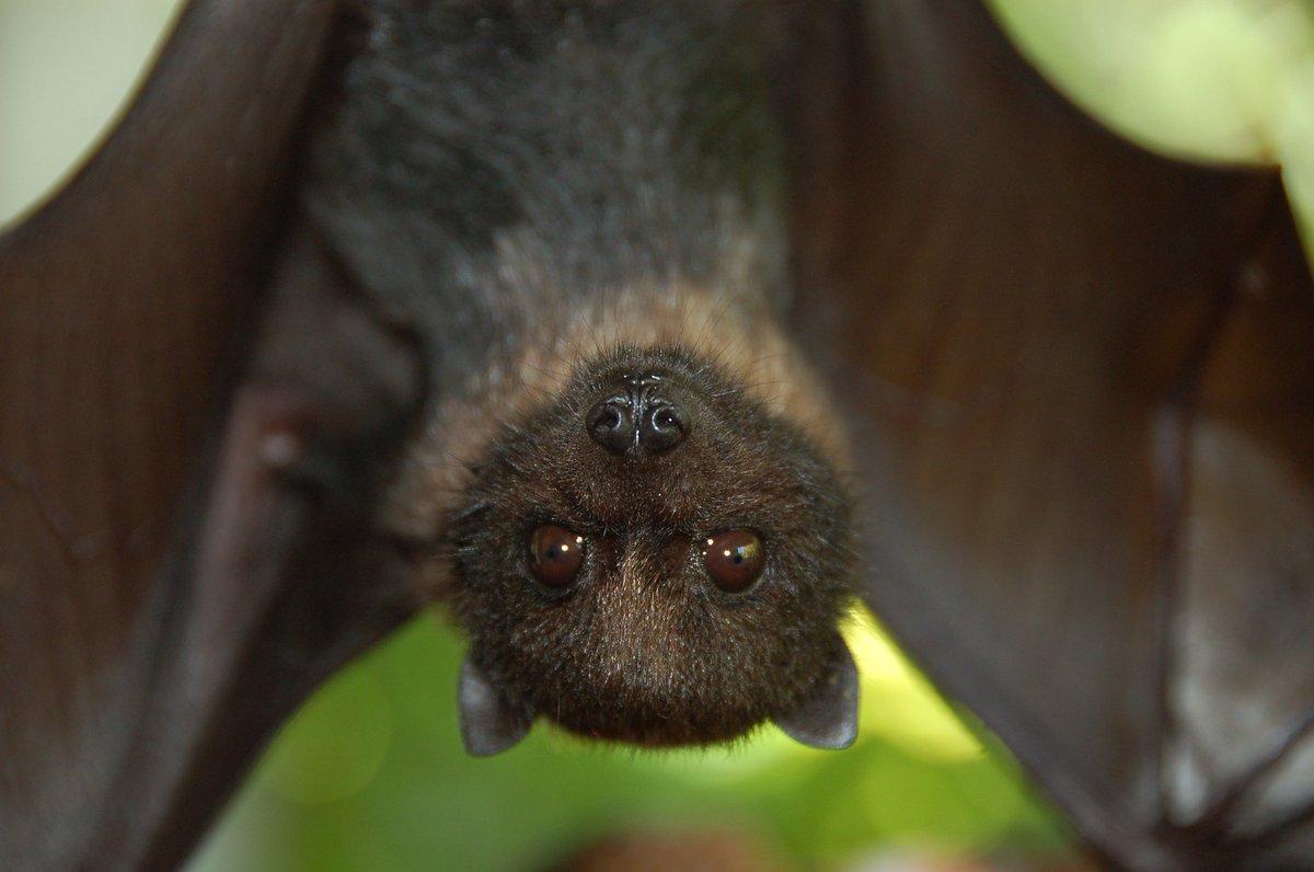 Interior's tweet photo. We're batty for #BatWeek! /＼^._.^／\ 
Explore 13 awesome facts about bat → https://t.co/bXfKMw2GHm #dadjokes https://t.co/vbK5GOYMPT