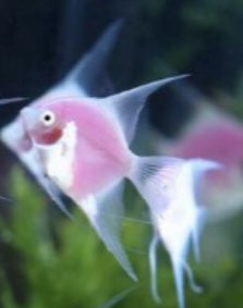 tesco_tesco_'s tweet photo. RIP last Dingle berry fish https://t.co/JvwXX9SVXK