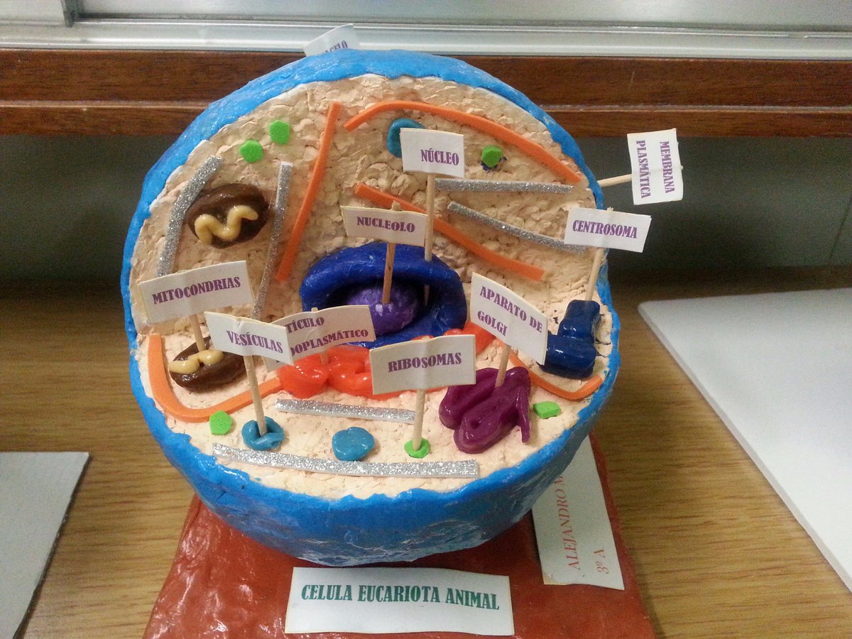 iescondelucanor's tweet photo. Excelente trabajo de 3º ESO, Exposición sobre la célula eucariota animal. Gracias Noelia https://t.co/EaRUGhSVn7