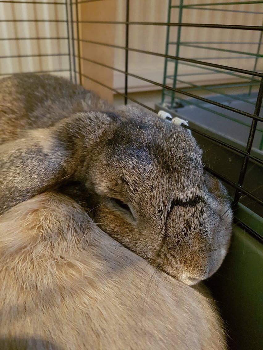 the_fluffle's tweet photo. Melvin has been a very naughty boy. He bit Mummy's face!

His punishment is no cuddles for 24 hours. Very disappointed in him! https://t.co/b1XrrijKlA