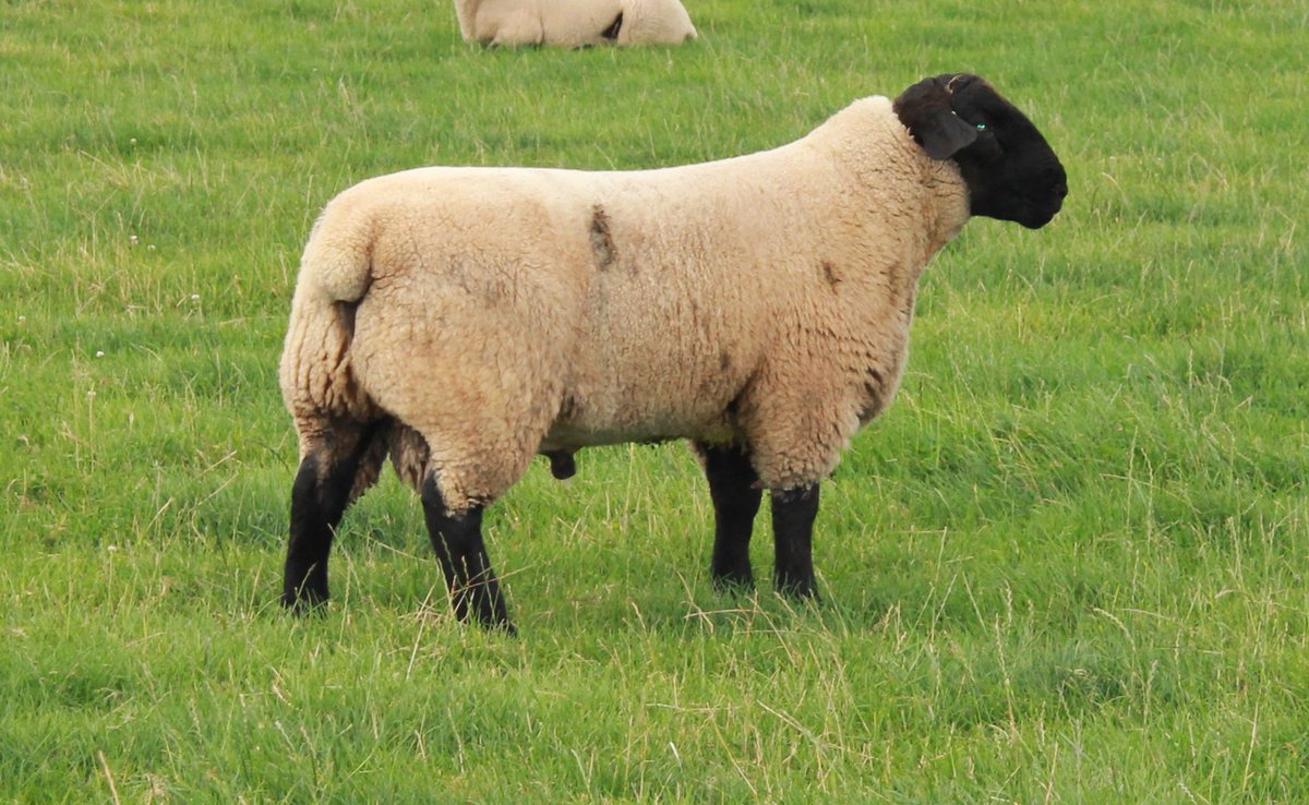 Bentley Suffolks (BentleySuffolks) Twitter