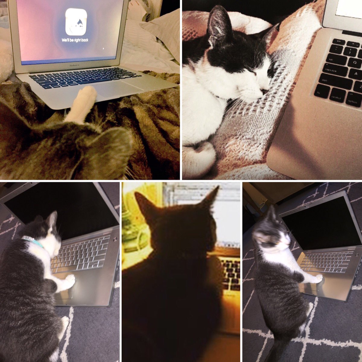 LymeLawyer's tweet photo. #TouchID is amazing feature! But @AppIeEvent -what if you have paws?🐾😿Til issue resolved I will be asleep or watchin' tv @Apple #appleevent https://t.co/p3xVhZWDvC