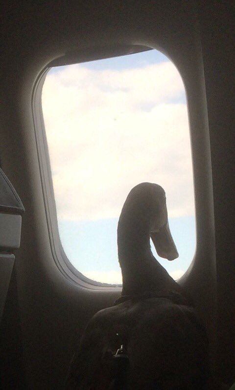 DUMBFLOTRACK tweet media