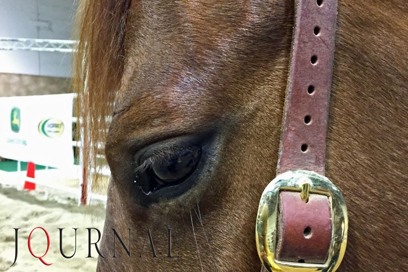 AQHAJournal's tweet image. If you're in Amarillo for the WRCA World Championships, say hello to the staff at the @AQHA booth there. #realcowboys #itsajob #ranching