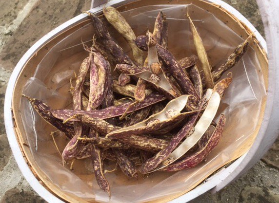 natureschools's tweet photo. Harvesting and #counting #beans #natureschool #EYFS #greatoutdoors https://t.co/fIHvKkMjv8
