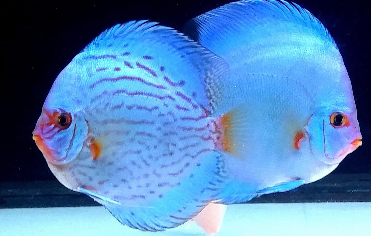 exotic discus fish