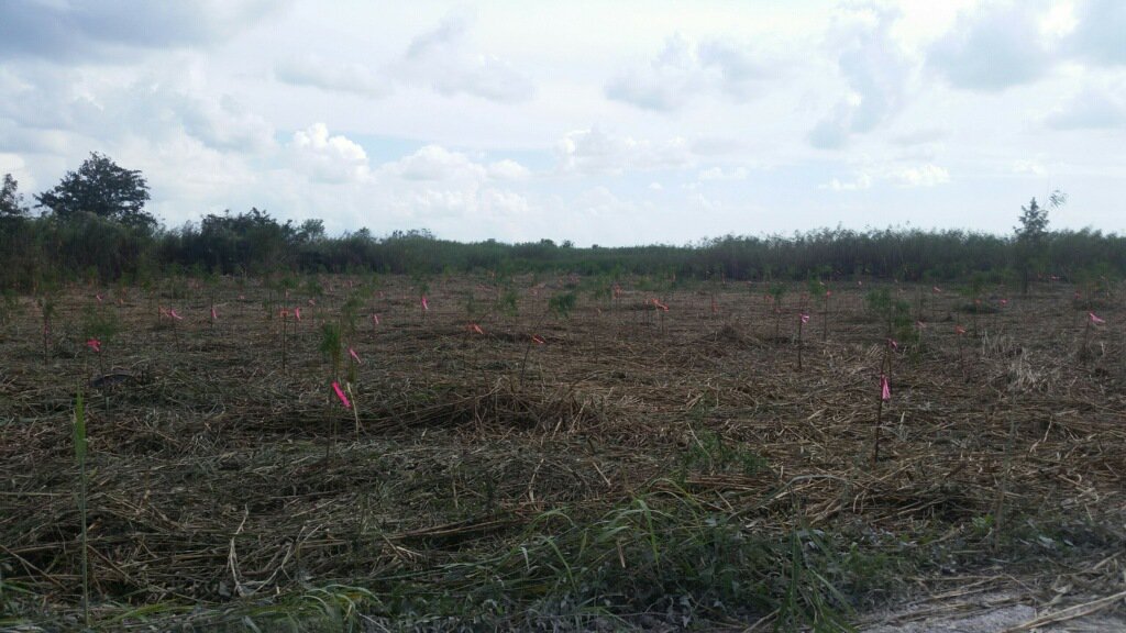 REF_Restores's tweet photo. The #restoration has BEGUN! Thanks to all partners, volunteers and friends. What a day! #REFPaC2016 #NatCap #ImpInv https://t.co/eGbrnqmZsN https://t.co/ACVLkAm3Dk