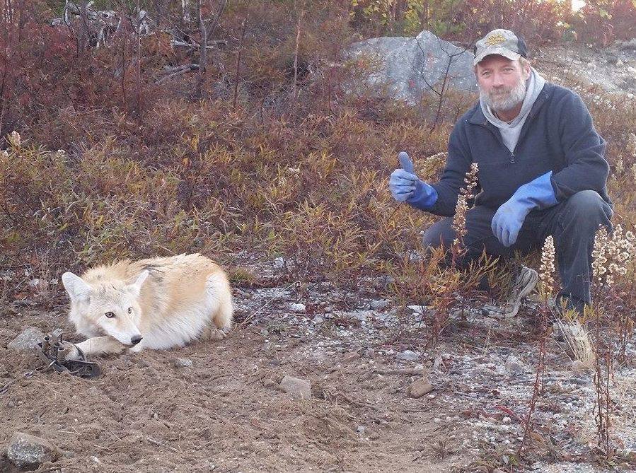 Htth16Htth's tweet image. #Maine need to #BanTrapping asap and #StopKillingPredators. #WarOnWildlife 

facebook.com/HTTHBanTrophyH…