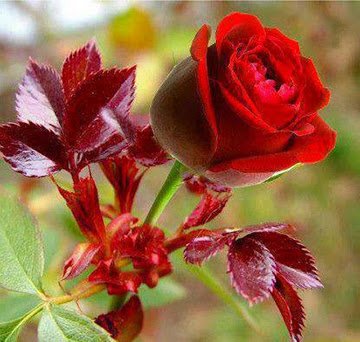 FelipeA79770888's tweet photo. SOY DE SER DE MUCHOS DETALLES  - PERO ME FASCINARIA UNO DE TI ES QUE - SI ME DIERAS UNA ROSA YA SABRIA QUE SERÍA CON EL AROMA A TÚ PIEL https://t.co/fqU5sgTaYQ