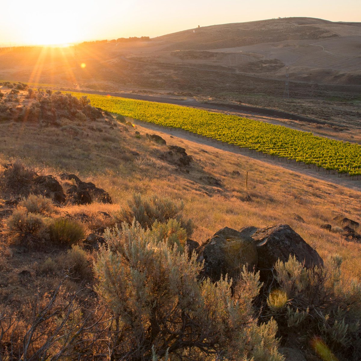 Washington State is one of only a handful of regions in the world capable of growing top-notch Merlot. #WaWine #MerlotMe