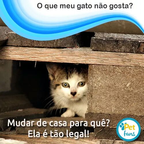 PetFansApp's tweet photo. APP Pet Fans. Gratuito. Baixe agora. 
https://t.co/KxBbTF4pow https://t.co/3NmdopHvk3