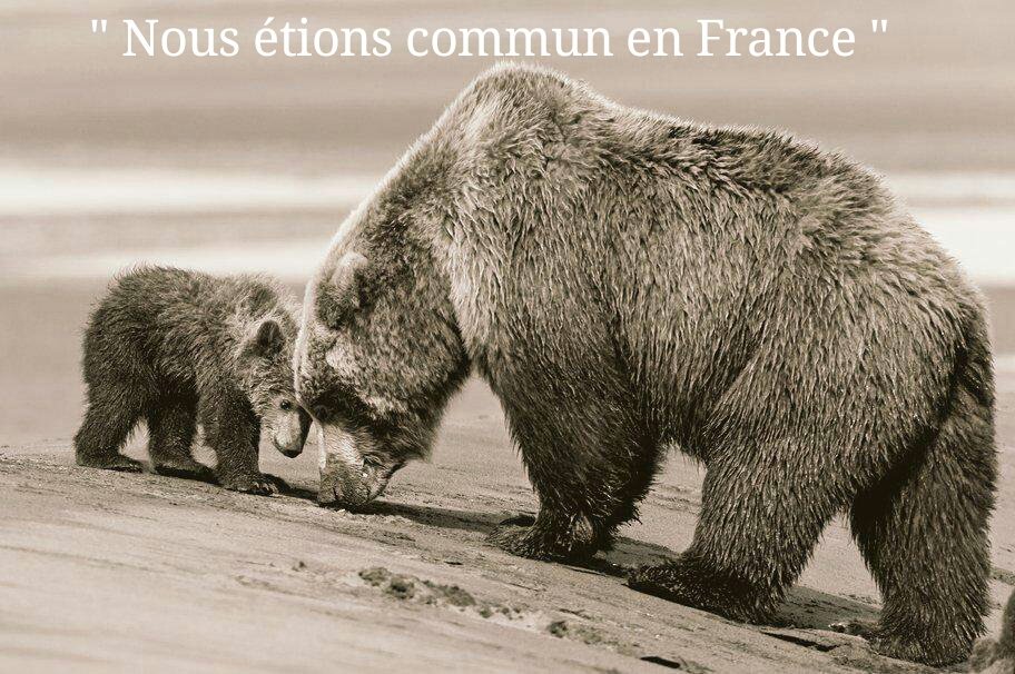 monde_biodi's tweet photo. De 1970 à 2012, l'Homme a causé la  disparition de 58% de la population d'animaux sauvages vertébrés dans le monde. 
L'heure tourne. https://t.co/zv06hZscqX