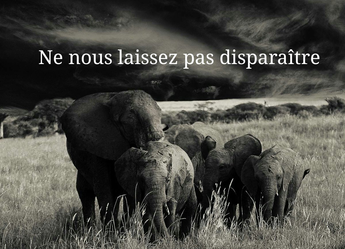 monde_biodi's tweet photo. De 1970 à 2012, l'Homme a causé la  disparition de 58% de la population d'animaux sauvages vertébrés dans le monde. 
L'heure tourne. https://t.co/zv06hZscqX