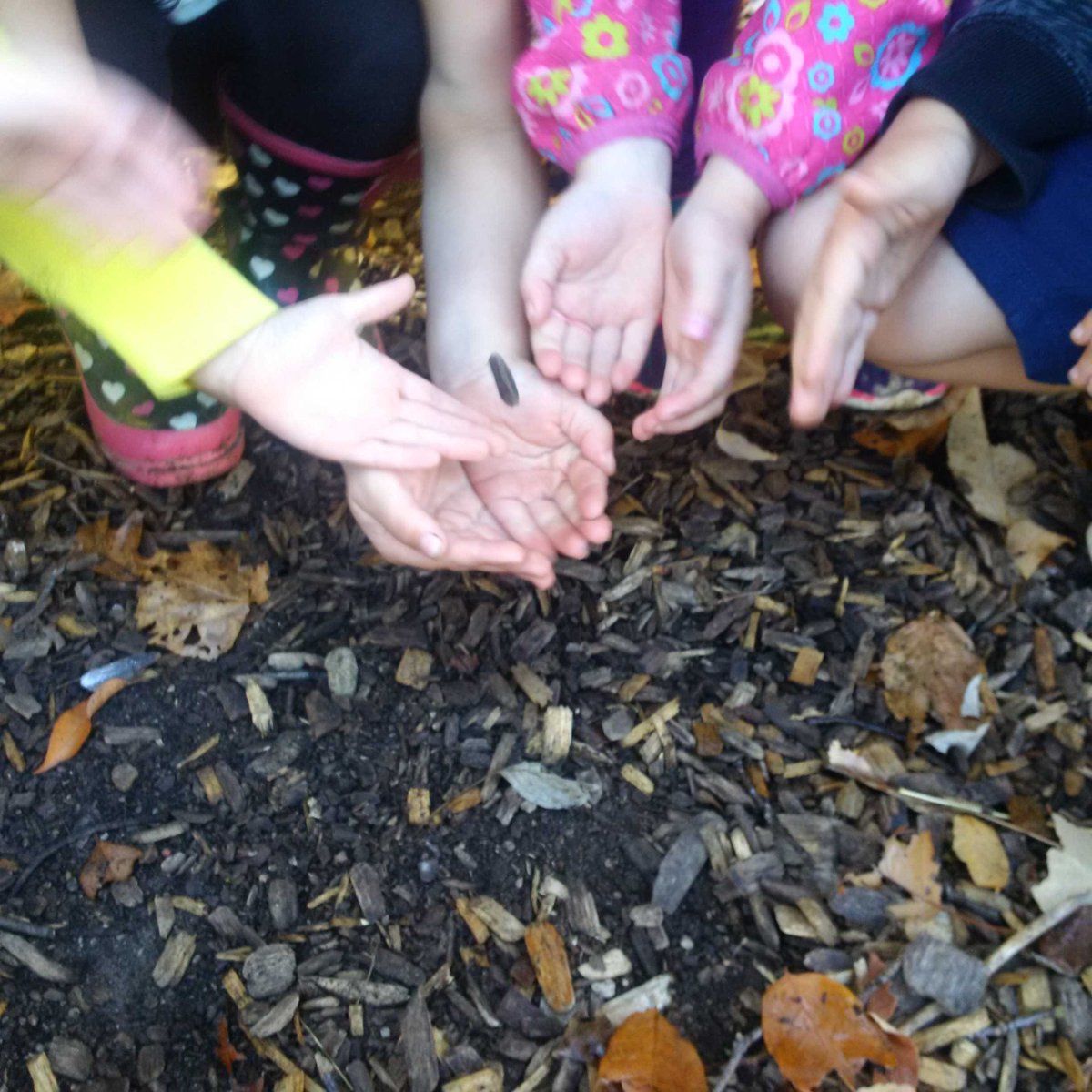 When you find a piece of mulch floating above the ground,  wonder what the spiders are doing with it in their Web!