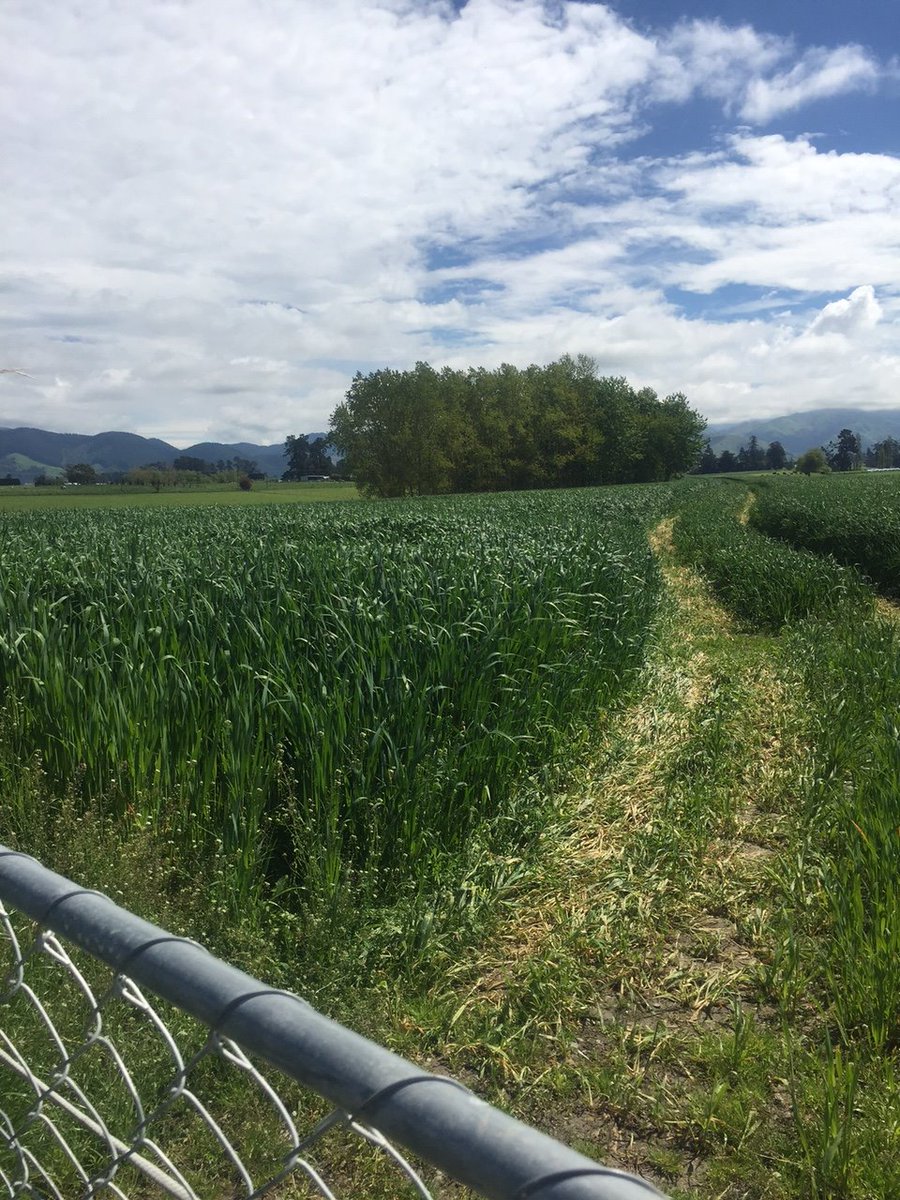 Agricom_NZ's tweet photo. #MiltonOats at Geraldine planted in June, holding their quality
well!! It is time to cut though! #Canterbury #SpringFeed https://t.co/Bm21gIXXaU