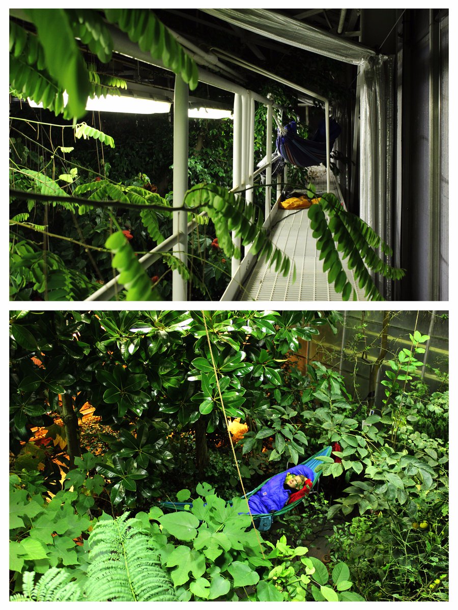 Tämä yö on omistettu perhosyöpymiselle #kasvititeellinen #puutarha #riippumatto #elämys #trooppinenpuutarha #perhospuutarha #yöpyminen