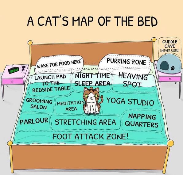 PenmellynVetsBodmin (@bodminvets) on Twitter photo 