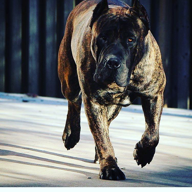 amzanimalsworld's tweet photo. Awesome dog Cutest 
#dog #dogs #toptags #puppy #pup #cute #eyes #instagood #dogs_of_instagram #pet #pets #animal #a… https://t.co/lkClDznLEm