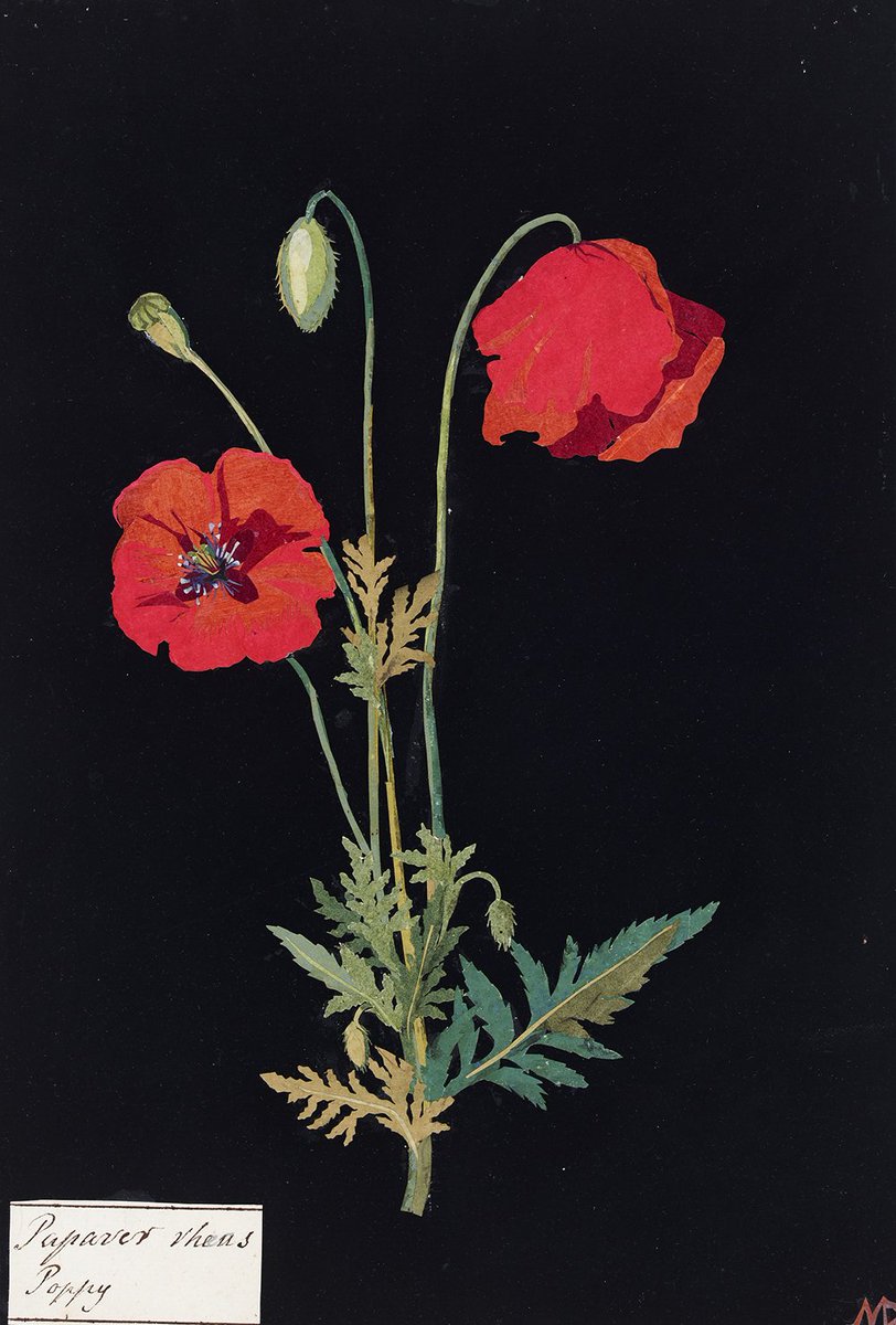 britishmuseum's tweet photo. For #RemembranceDay here are Mary Delany’s red poppies from 1779. The Museum will observe the 2 minute silence at 11.00 https://t.co/7rxszIiKvN