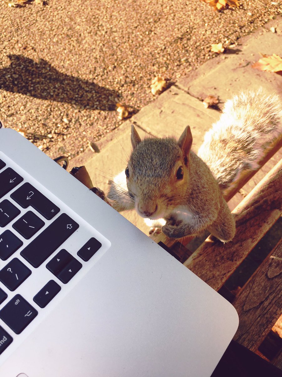 pixelednick's tweet photo. An overly friendly new co-worker joins me in my outside office. https://t.co/zOfxOIn5k0