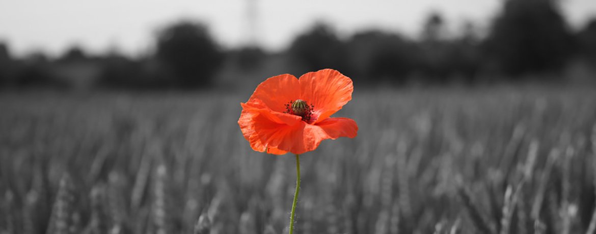 At 11am today, we will observe a #TwoMinuteSilence, marking #ArmisticeDay, and remembering those who have died in conflict.