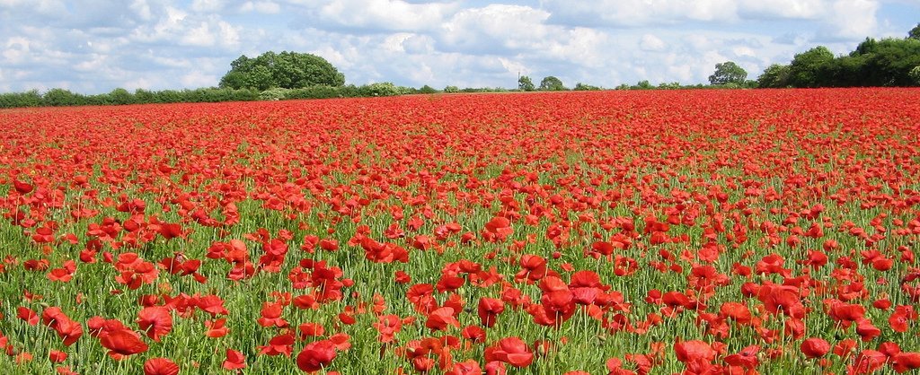 Homeinsteaduk's tweet photo. “In Flanders fields the poppies blow, Between the crosses, row on row”. We're paying respect ttoday with 2 mins silence at 11 #lestweforget. https://t.co/5HsMsuraeL