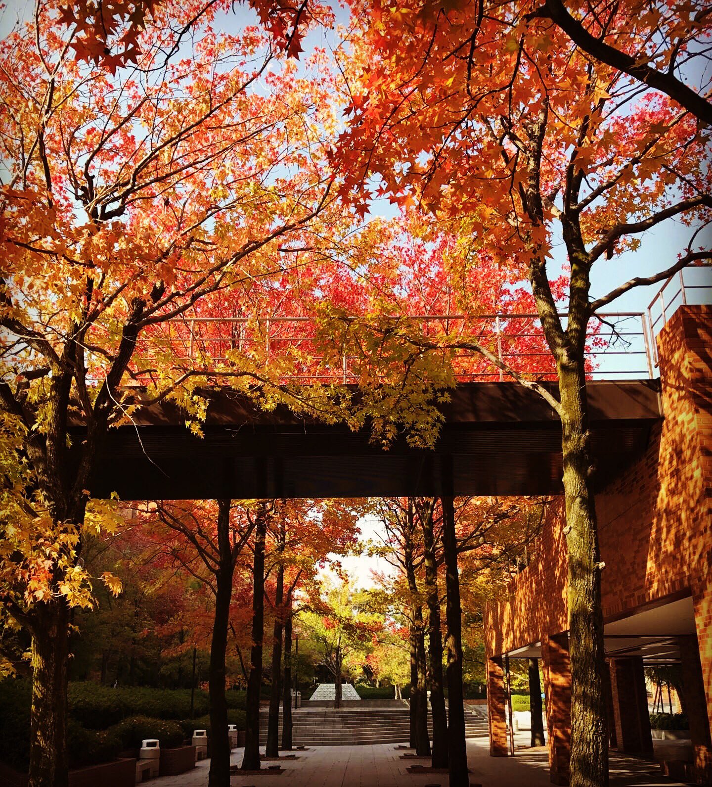 大阪学院大学 キャンパスの紅葉 このポイントから見る紅葉が今とても綺麗です 大阪学院大学 大阪学 Osakagakuin Ogu 紅葉 キャンパス T Co Mrafzyeg6j Twitter