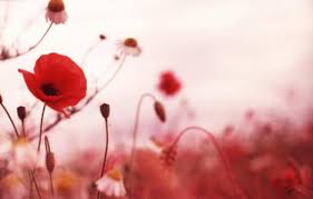 Lest we forget those who have fallen for us.

In honour of Remembrance Day <a href="/GTOttawaSouth/">GT Blossom Park</a> will only open at 1230pm -9pm today.