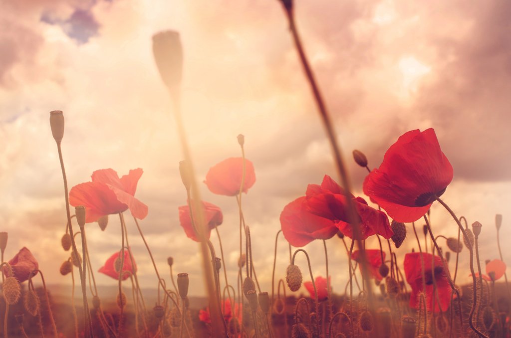 TheCelticManor's tweet photo. #WeWillRememberThem #ArmisticeDay https://t.co/ewLPdMBwtb