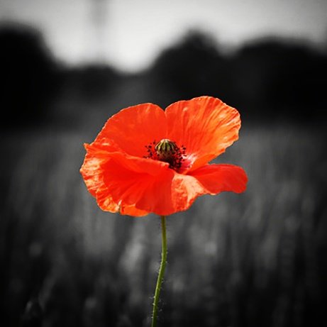 Remembering those who fought bravely #neverforget #ArmisticeDay