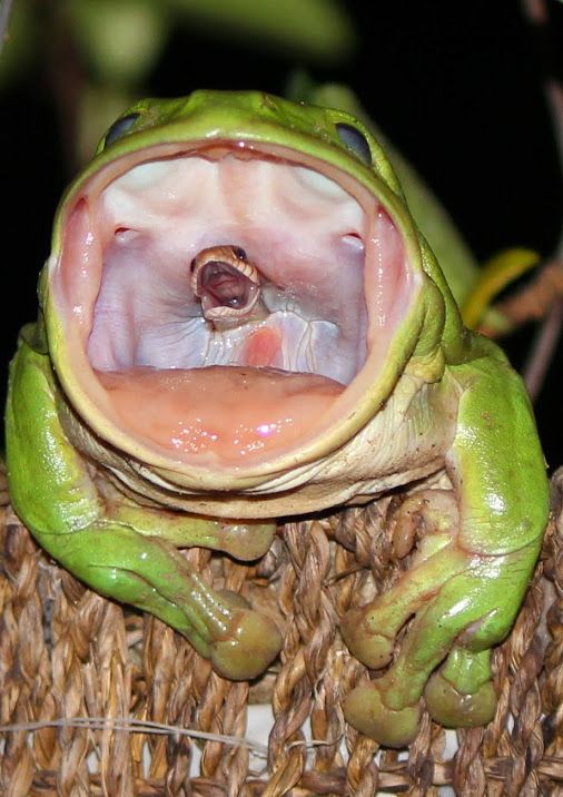 よく撮れたなwカエルに飲み込まれた蛇の最後の姿がこちら 話題の画像プラス よく撮れたなwカエルに飲み込まれた蛇の最後の姿がこちら 話題の画像プラス