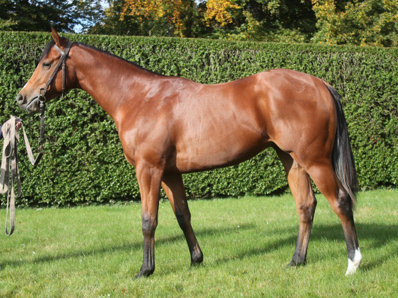 fredarcherracin's tweet photo. High Chaparral ex Lake Palace - compact and athletic #RacehorsesforSale in #NewmarketRaces by FAR. https://t.co/1z4sTUSaLv #HorsesforSale https://t.co/Ft3iyKslrp