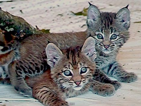 sportsHoHS's tweet image. Playoff Time! @bel_football enters the Lions' Den to face @HowardLionsFB tonight at 7. All tix $6 #StepEleven #feartheroar #lionsvbobcats