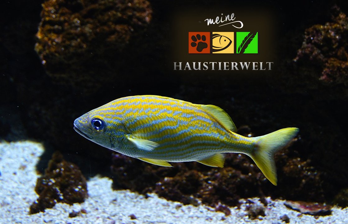 Mach dein Aquarium unverwechselbar!
Mit dem Aquaristikbedarf von Meine Haustierwelt.