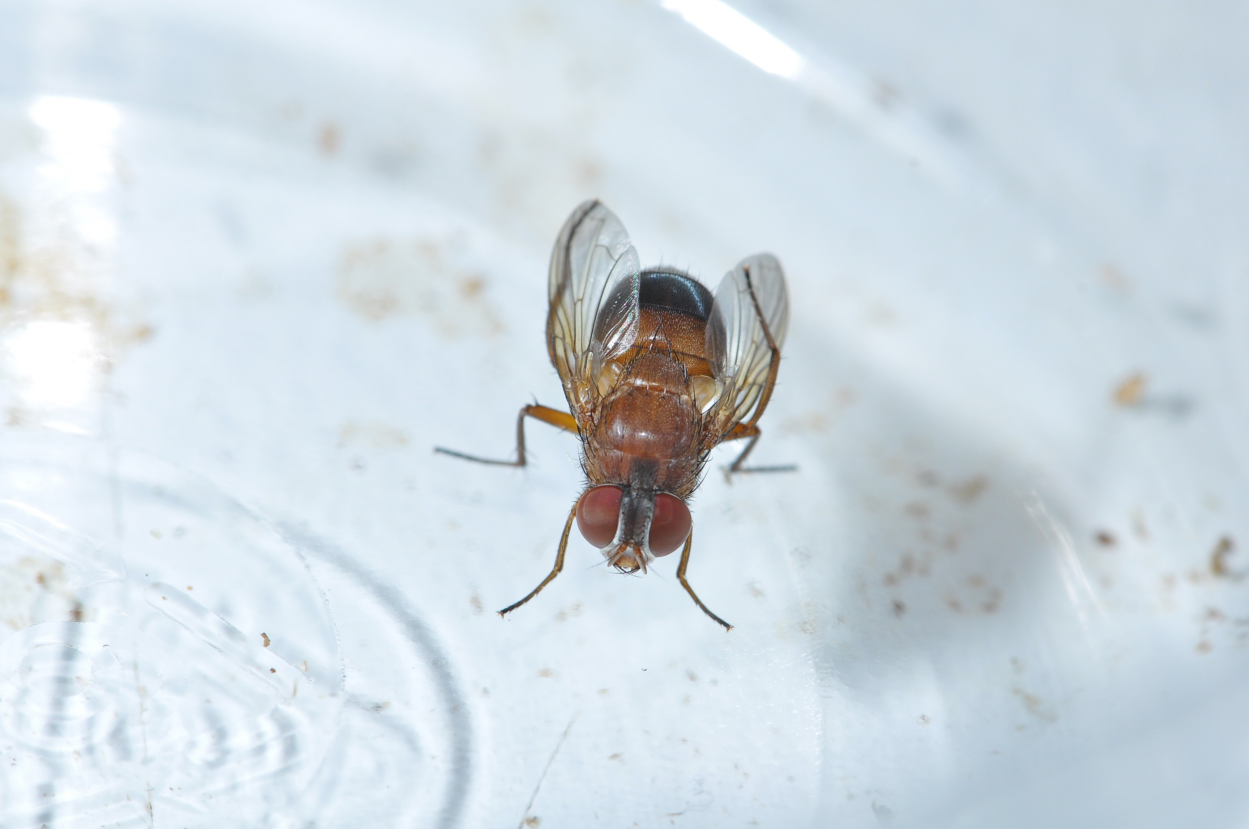 臺灣昆蟲同好會 ユウです 今日はカエルの卵嚢に寄生しているクロバエだよ このハエ はヤエヤマアオガエルなどのカエルの卵嚢に産卵して 幼虫は卵を食べる いったん寄生されたら 卵の死亡率は約100 だよ 台湾のこのハエの学名はcaiusa Violaceaで 日本の