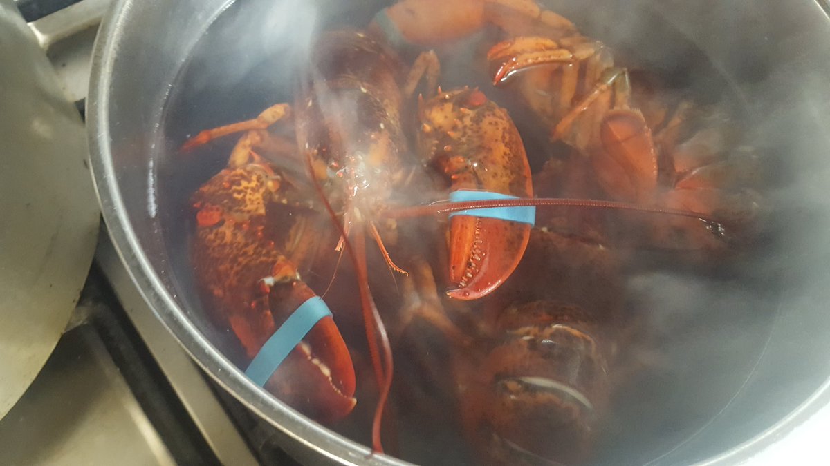 rivamatlock's tweet photo. 24 Lobsters arrived this morning for you hungry lot. The first batch are being prepped #seafood #yummy #derbyshire https://t.co/meYE1v0uWu