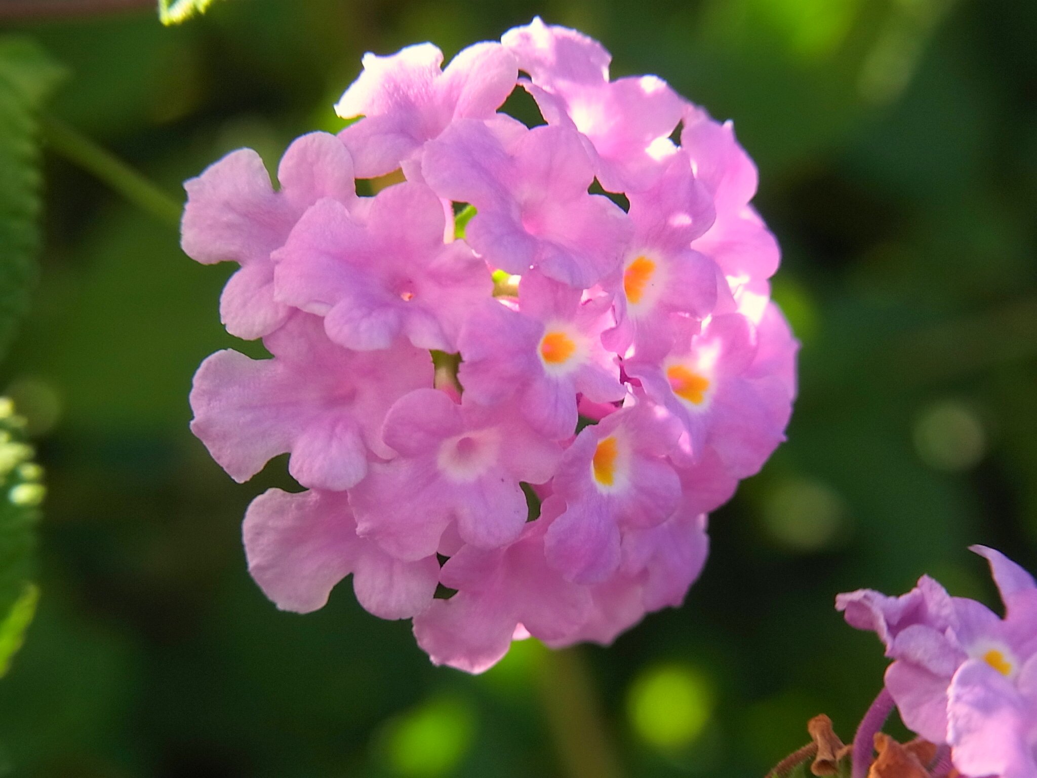 ゆうこ Ar Twitter 小葉のランタナ 南アメリカ地方原産のつる性植物 花の色は 淡い紅紫色 白 黄色 桃色などで 春から秋冬にかけて長い間咲き続け 寒さに強い ランタナの仲間で ランタナより葉っぱが 小さい事からこの名前になった 花 コバノランタナ