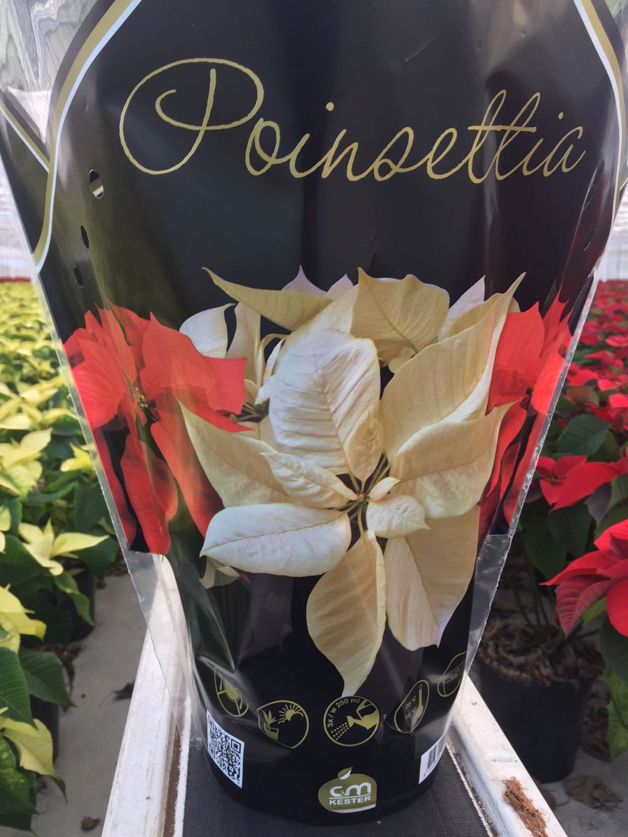 De poinsettia's staan er prachtig bij bij C&amp;M Kester! De eerste orders gaan alweer de deur uit, in een mooie hoes voor een topuitstraling!