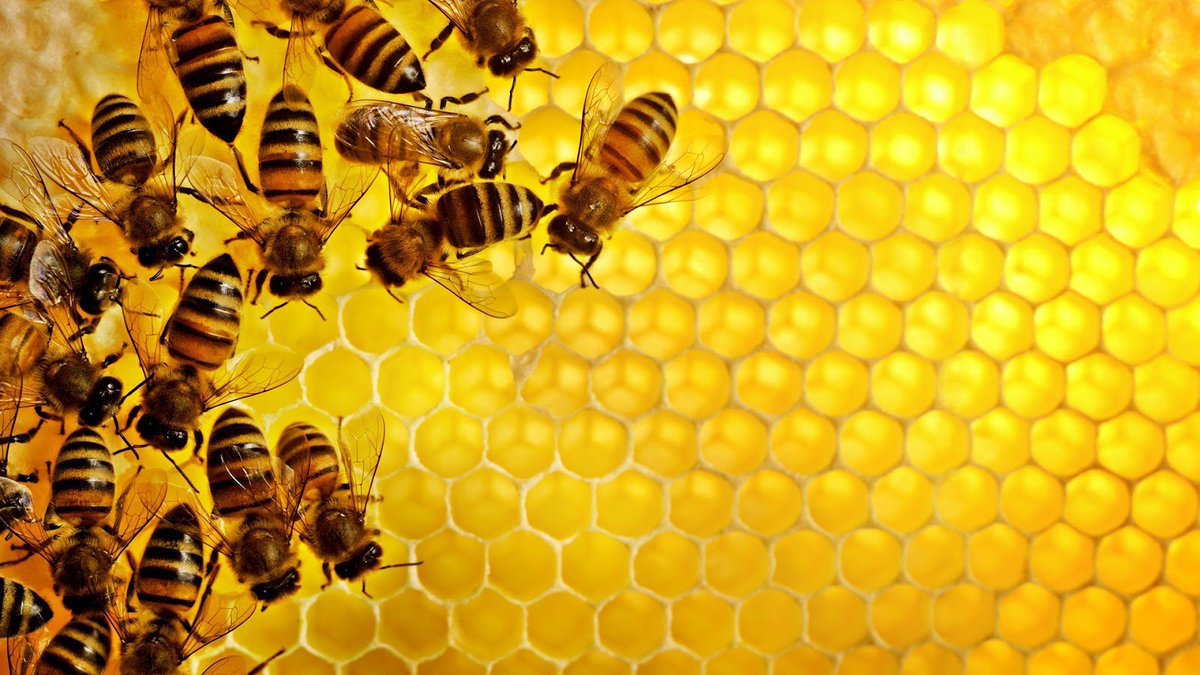 UNSIC2's tweet photo. Bufera sul futuro del #miele :
https://t.co/TnCeX9ZTBP
#API #APICOLTORI #BIOINDICATORI #FAO #NEONICOTINOIDI #ONU #URBEERS https://t.co/OghWHmgaS5
