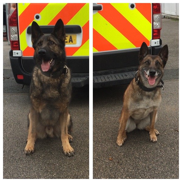 LancsPolDogUnit's tweet photo. Over to you followers.
Retweet for German Shepherd (PD Kato)
Like for Malinois (PD Nouchka) https://t.co/5rfhUkoP15