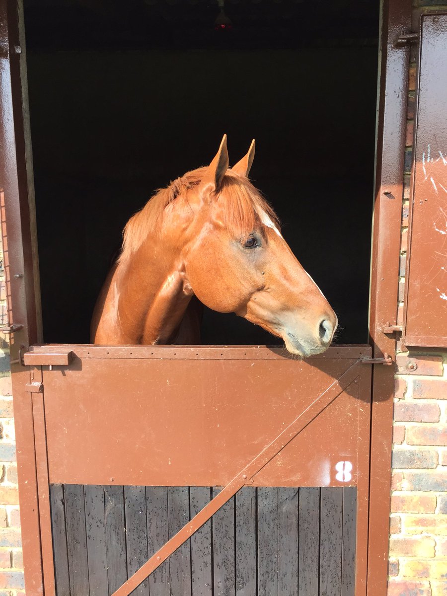 jvvuuren_racing's tweet photo. Brazuca trotted up perfectly sound after his final prep gallop yesterday morning . Welcome back champ https://t.co/1hJCf4Qmou