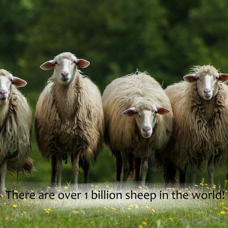 DailyRandomF's tweet image. There are over 1 billion sheep in the world!