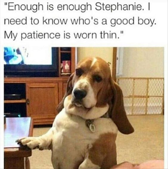 gray_muzzle's tweet photo. #WhatDogsThink #dogthoughts #goodboy #gray_muzzle https://t.co/UEELScfQND