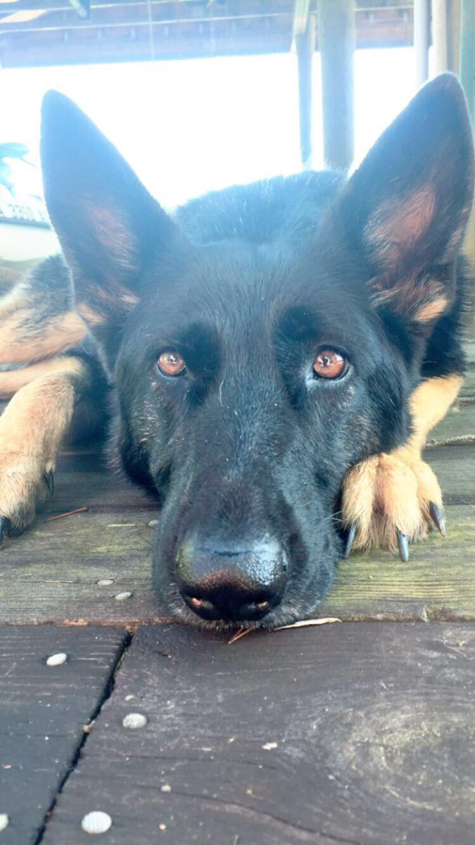AColls_Ferrum's tweet photo. In other news, here's a picture of my really cute dog child blessing your timelines. You're welcome. #GSDparty https://t.co/qQFLGnB7LA