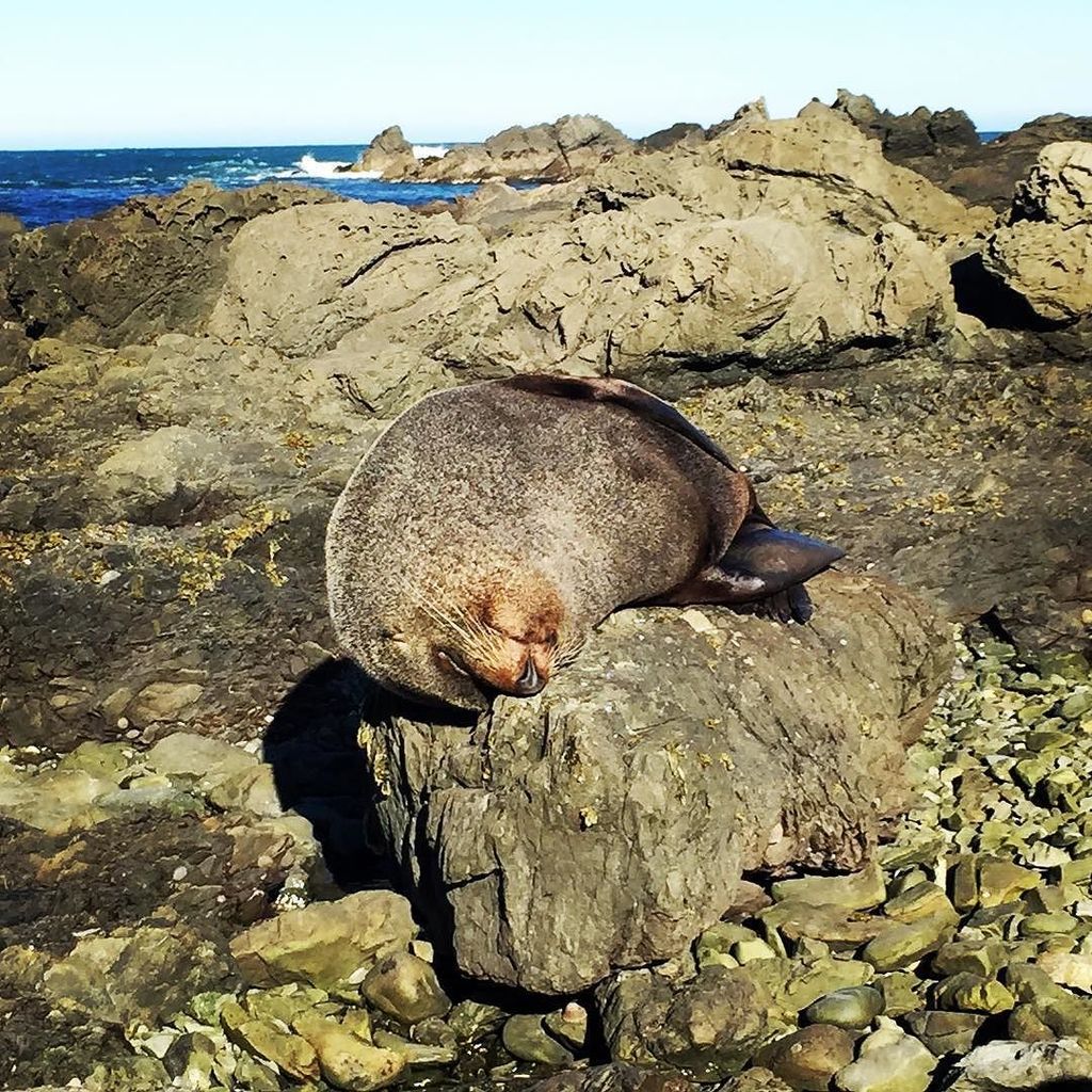 PolyglotTravel's tweet photo. Chill out like a lazy seal that is napping in the sun. Who knows what's happening next?! H… https://t.co/LG2vZ01l7W https://t.co/S0BDTnG3IQ