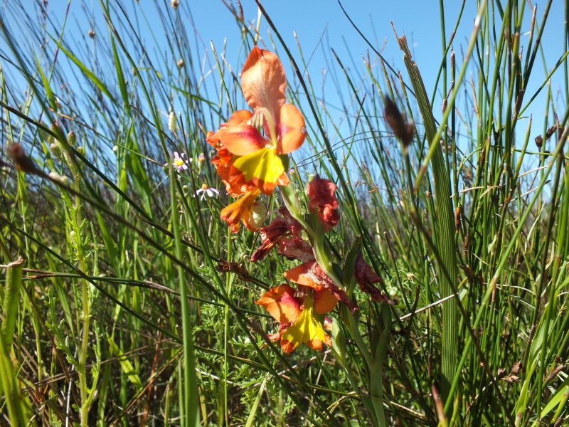 knightsmmedia's tweet photo. #flowers #wind #johnmanning #nature #beautiful #capetown #reserve
@bmpafrica @findaguide_rsa https://t.co/UOhceyYFwH
