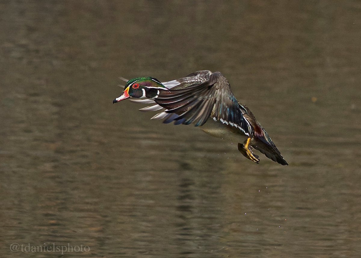 tdanielsphoto's tweet photo. #WoodyWednesday @ducanada @StixnStonesInc @BeasleyBros @karyn4Harvick @highpark_TO @WildlifeHCanada @TWC_Wildlife #Wetlands #Ours_2_Save https://t.co/2ItvHagiVk