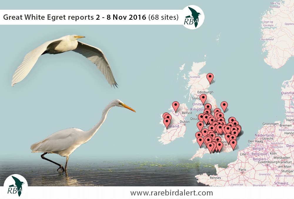 rare bird sightings map Rarebirdalertuk On Twitter A Once Rare Bird In Britain And rare bird sightings map