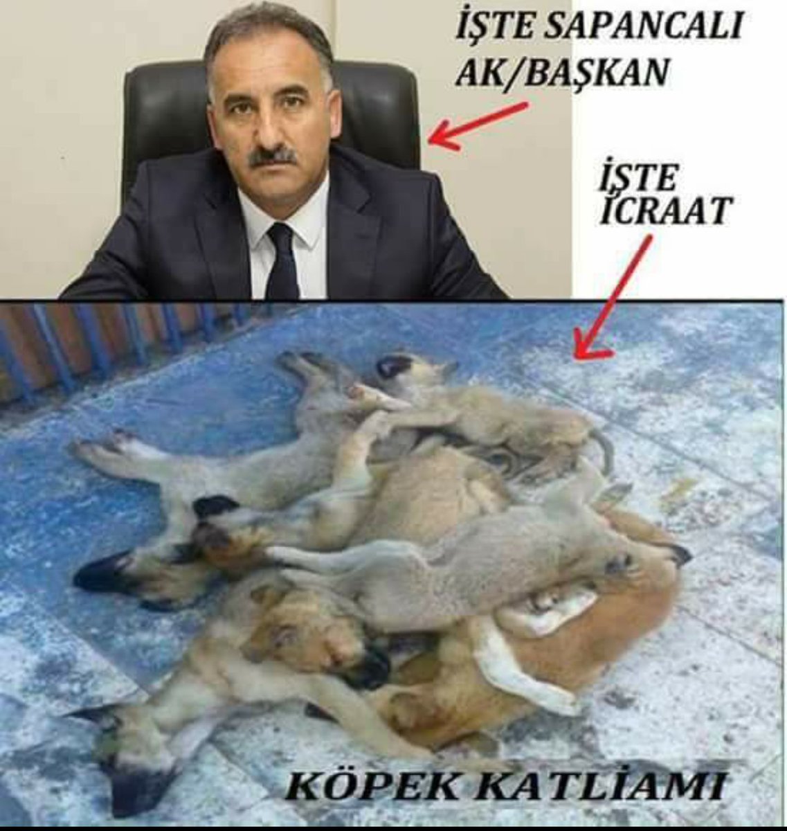 Zararsız hayvanları zehirleyeceğinize, küçük çocuklara tecavüz eden insan olamayan iğrenç yaratıkları  zehirleyin.
#SapancadaKatliamVar