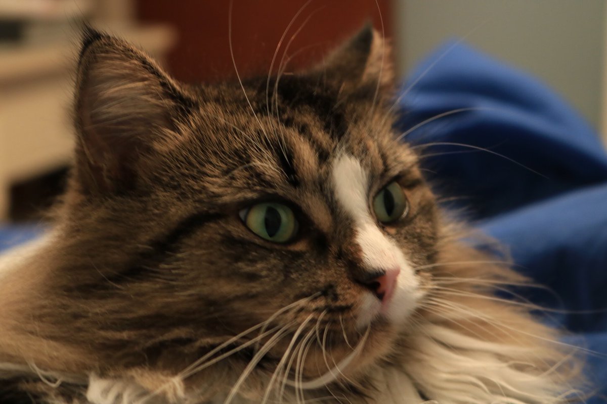 LittleMaineCoon's tweet photo. Happy #whiskerswednesday friends! @SkittlesFriends @yongmaylingjen1 @catprofiler @jbonss https://t.co/gviZ54JTiN